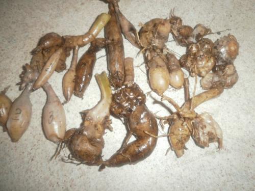 Как хранить георгины зимой. 4 СПОСОБА: КАК ХРАНИТЬ ГЕОРГИНЫ ЗИМОЙ 03