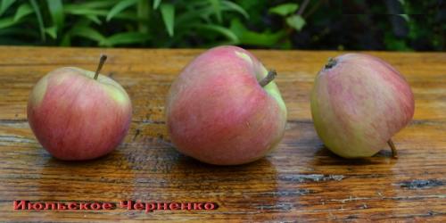 Яблоня память черненко. Скороплодная и ранняя яблоня Июльское Черненко: описание, фото, отзывы