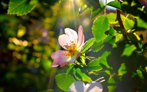 Ранние сладкие сорта яблок. Особенности выращивания сладких сортов яблок
