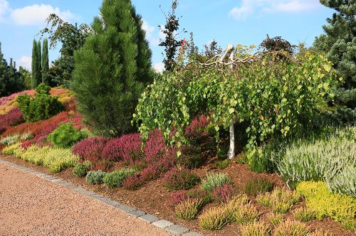 Как правильно выбрать место для посадки садового вереска