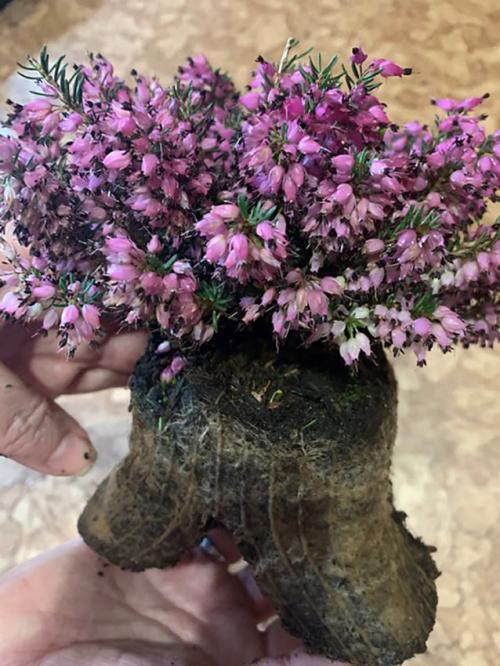 Как правильно выбрать место для посадки садового вереска