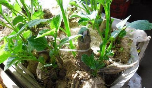 Когда выкапывать георгины. Оптимальные сроки