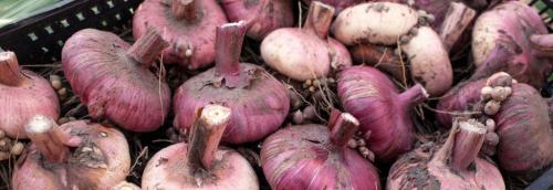 Когда выкапывать георгины осенью в 2022 году. Когда выкапывать георгины 2022 и как хранить без риска превращения в кашу 05 Когда выкапывать георгины осенью в 2022 году. Когда выкапывать георгины 2022 и как хранить без риска превращения в кашу 05