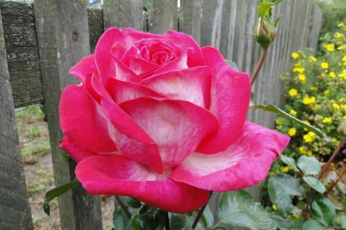 Розы каталог сортов. Популярные сорта роз для средней полосы (60 фото с описанием)