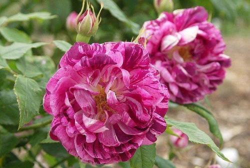 Роза крупноцветковая сорта. Виды и сорта роз: фото, названия и описания (каталог)