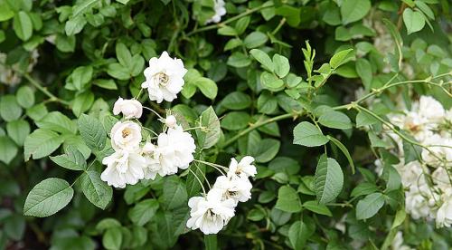 Роза крупноцветковая сорта. Виды и сорта роз: фото, названия и описания (каталог) 16