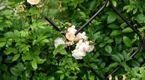 Роза крупноцветковая сорта. Виды и сорта роз: фото, названия и описания (каталог) 15