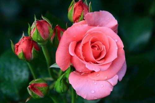 Роза крупноцветковая сорта. Виды и сорта роз: фото, названия и описания (каталог)