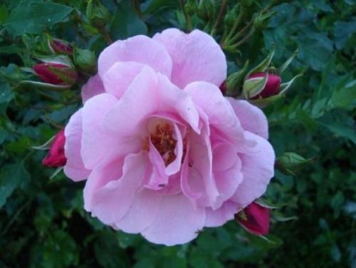 Розы каталог сортов. Популярные сорта роз для средней полосы (60 фото с описанием)