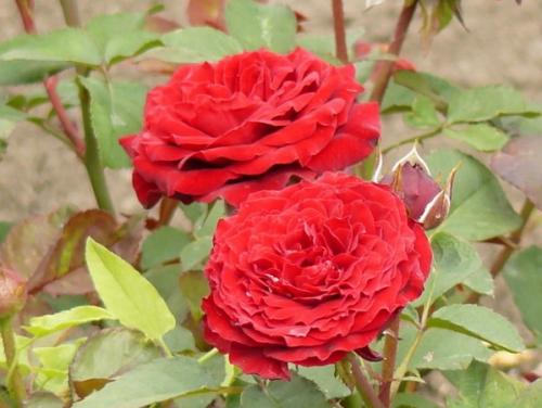 Розы каталог сортов. Популярные сорта роз для средней полосы (60 фото с описанием)