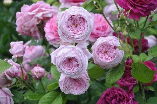 Роза крупноцветковая сорта. Виды и сорта роз: фото, названия и описания (каталог)