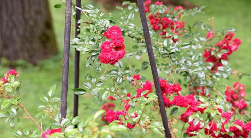 Роза крупноцветковая сорта. Виды и сорта роз: фото, названия и описания (каталог) 14