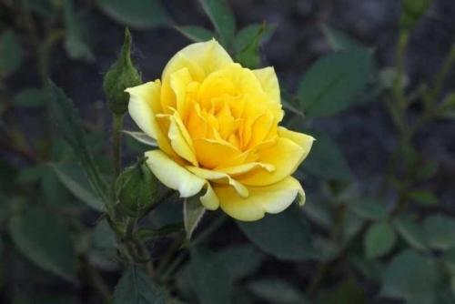 Розы каталог сортов. Популярные сорта роз для средней полосы (60 фото с описанием)