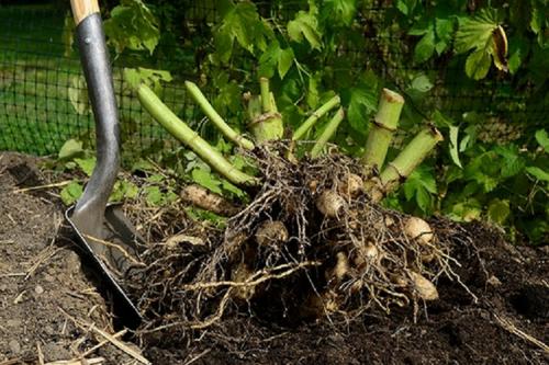 Можно ли не выкапывать георгины на зиму. Когда надо выкапывать георгины на зиму