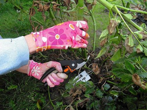 Как хранить георгины. Как правильно хранить георгины зимой, когда выкапывать клубни?