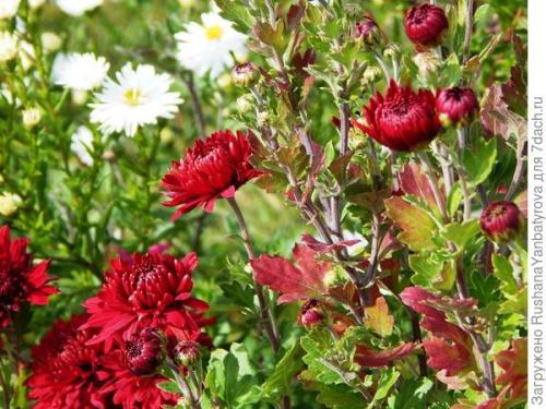 Какие сорта хризантем можно выращивать в условиях сильных снегопадов. Хризантема мультифлора. Эксперимент с зимовкой