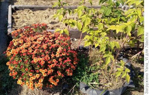 Какие сорта хризантем можно выращивать в условиях сильных холодов. Хризантема мультифлора — яркий огонёк в ночи наступающих холодов