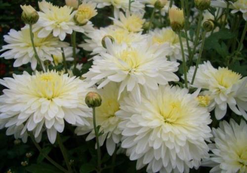 Какие сорта летних хризантем сорта многолетних имеют наибольшую популярность