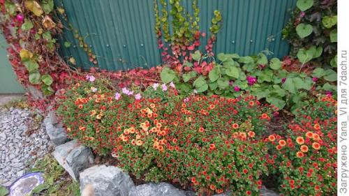 Какие сорта хризантем можно выращивать в условиях сильных холодов. Хризантема мультифлора — яркий огонёк в ночи наступающих холодов