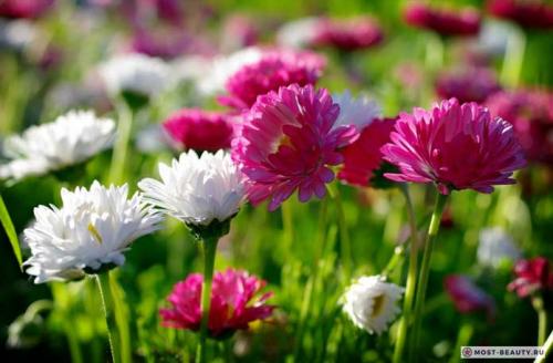 Какие сорта хризантем наиболее популярны