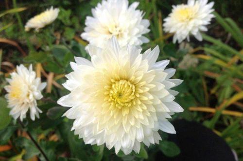 Какие сорта хризантем наиболее популярны