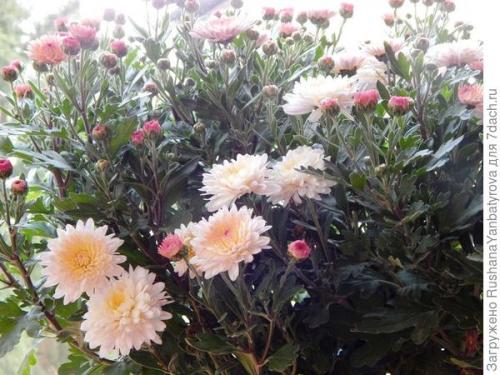 Какие сорта хризантем можно выращивать в условиях сильных снегопадов. Хризантема мультифлора. Эксперимент с зимовкой