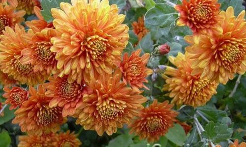 Какие сорта летних хризантем сорта многолетних имеют наибольшую популярность. Корейские хризантемы