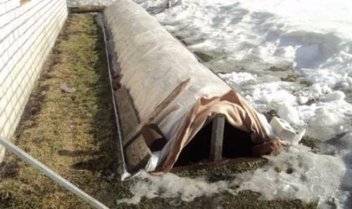 Какие сорта хризантем можно выращивать в условиях сильных морозов. Хризантема шаровидная: зимовка в открытом грунте