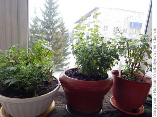 Какие сорта хризантем можно выращивать в условиях сильных снегопадов. Хризантема мультифлора. Эксперимент с зимовкой