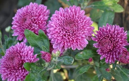 Какие сорта летних хризантем сорта многолетних имеют наибольшую популярность