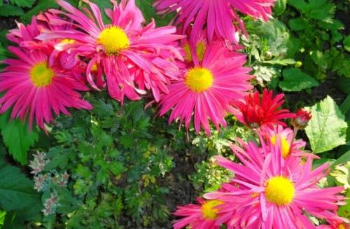 Какие сорта летних хризантем сорта многолетних имеют наибольшую популярность. Корейские хризантемы