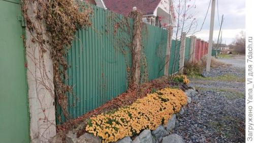 Какие сорта хризантем можно выращивать в условиях сильных холодов. Хризантема мультифлора — яркий огонёк в ночи наступающих холодов