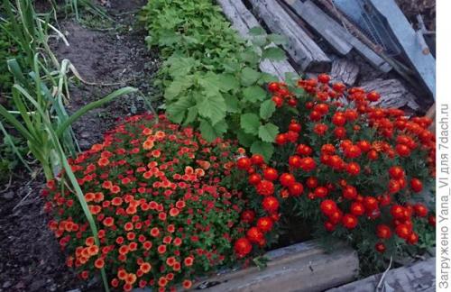 Какие сорта хризантем можно выращивать в условиях сильных холодов. Хризантема мультифлора — яркий огонёк в ночи наступающих холодов