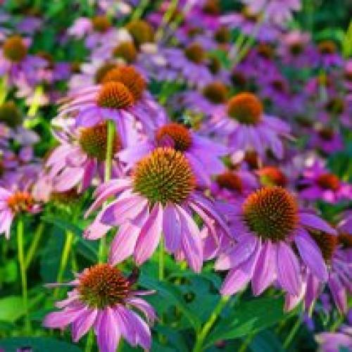 Как летние хризантемы сорта многолетних могут быть использованы в цветочных композициях. Контрастные посадки с многолетниками и кустарниками