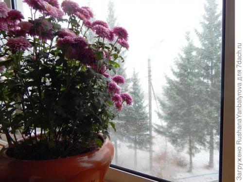 Какие сорта хризантем можно выращивать в условиях сильных снегопадов. Хризантема мультифлора. Эксперимент с зимовкой