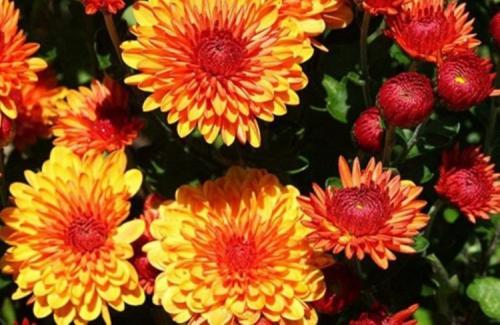Зимостойкие хризантемы: 7 лучших сортов для вашего сада 02