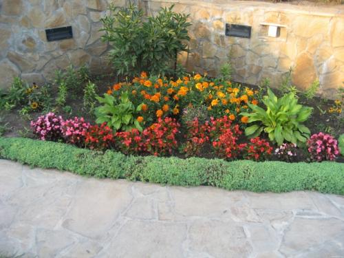 Низкие цветы для клумбы цветущие все лето. Низкорослые цветы — основные виды и особенности ухода за такими растениями (150 фото)