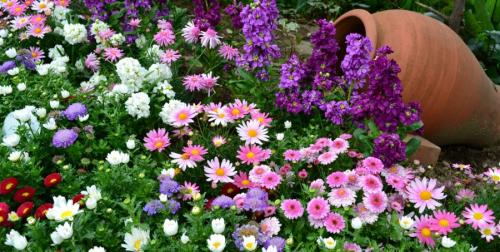 Низкие цветы для клумбы цветущие все лето. Низкорослые цветы — основные виды и особенности ухода за такими растениями (150 фото)