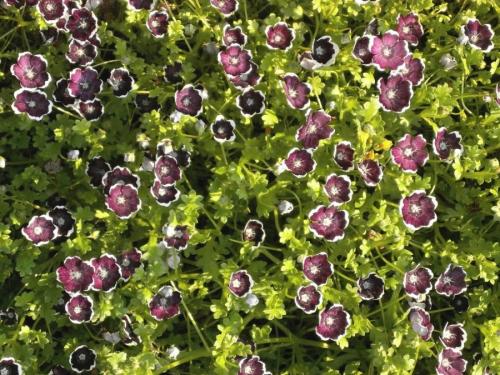 Низкие цветы для клумбы цветущие все лето. Низкорослые цветы — основные виды и особенности ухода за такими растениями (150 фото)