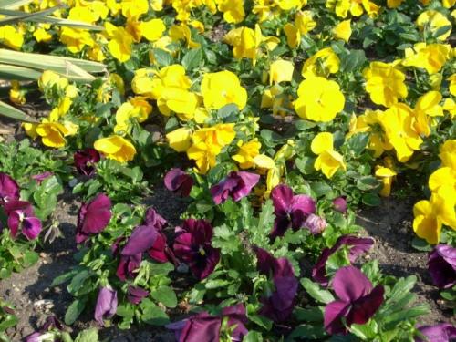 Низкорослые цветы, цветущие все лето. Однолетние цветы