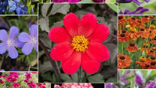 Низкорослые цветы, цветущие все лето. Однолетние цветы