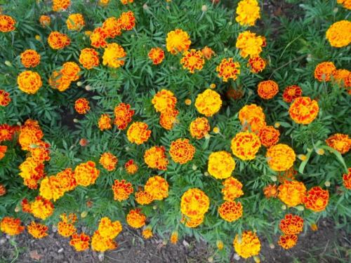 Низкорослые цветы, цветущие все лето. Однолетние цветы