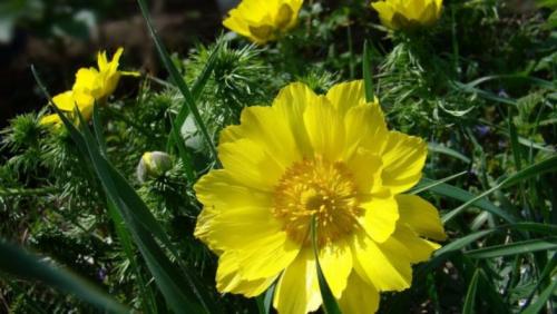 Низкорослые цветы, цветущие все лето. Однолетние цветы