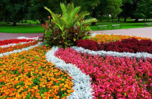 Низкорослые цветы, цветущие все лето. Однолетние цветы