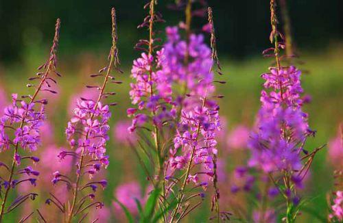 Травы на зиму для чая. Травы для чая