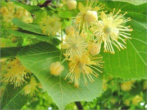 Травы на зиму для чая. Травы для чая