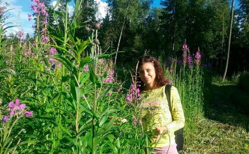 Сушеные травы для чая. Иван-чай