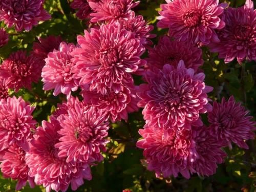 Как отличить хризантемы мультифлора от других видов хризантем. Чем отличается мультифлора от традиционных видов хризантем?