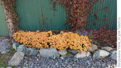 Какие сорта хризантем мультифлора считаются самыми красивыми. Хризантема мультифлора — яркий огонёк в ночи наступающих холодов