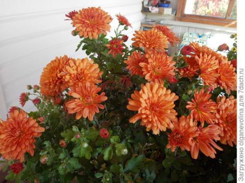 Как продлить срок цветения хризантем мультифлора. Как правильно сохранить хризантему мультифлора до нового сезона?